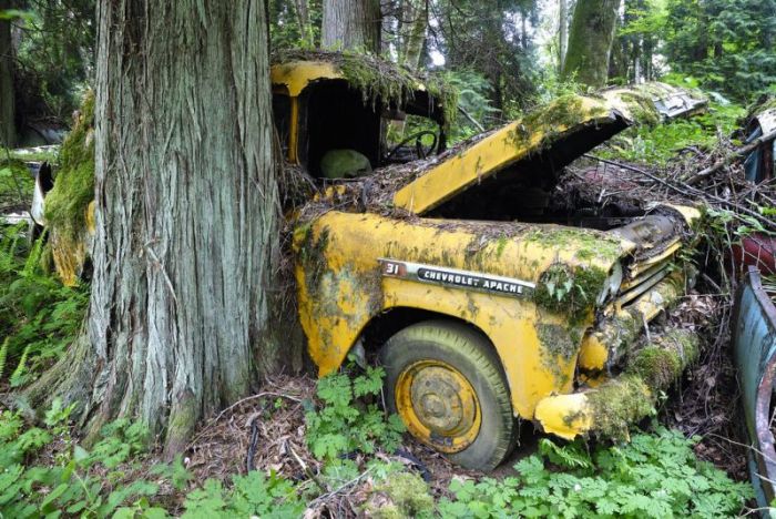 Car Cemetery in a Forest (30 pics)