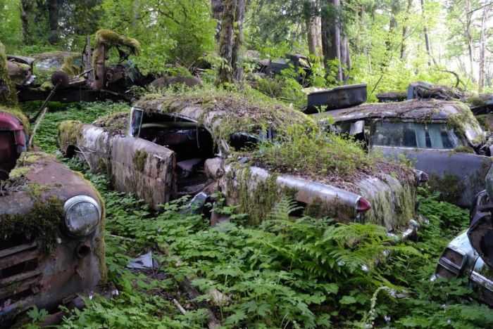 Car Cemetery in a Forest (30 pics)