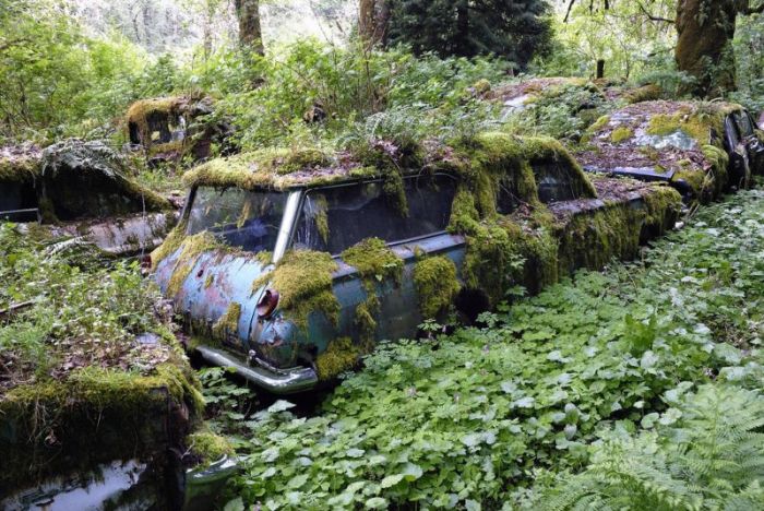 Car Cemetery in a Forest (30 pics)