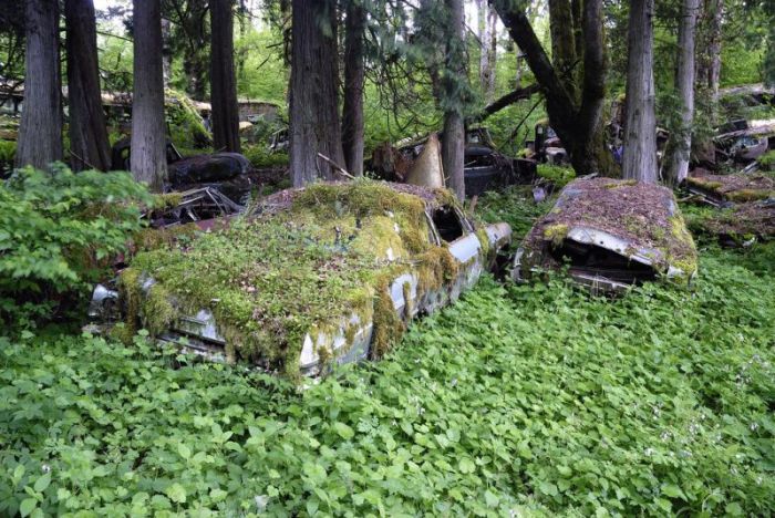 Car Cemetery in a Forest (30 pics)