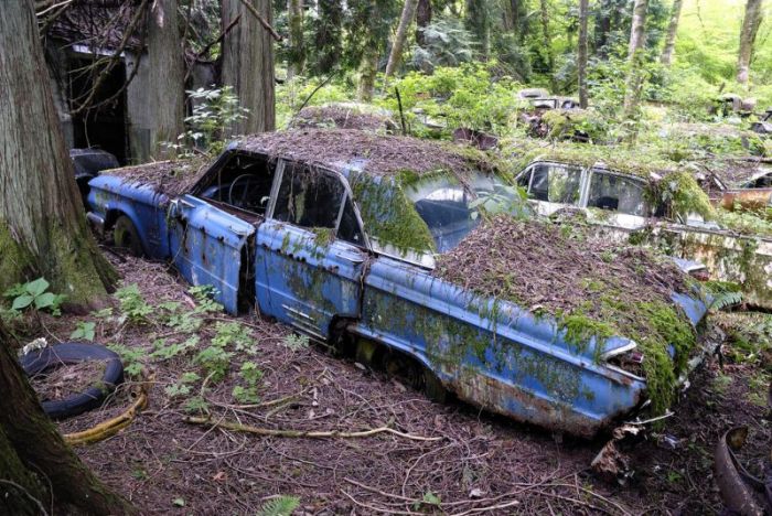 Car Cemetery in a Forest (30 pics)