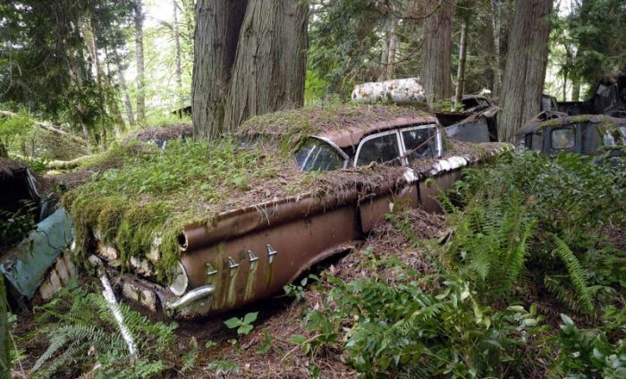 Car Cemetery in a Forest (30 pics)