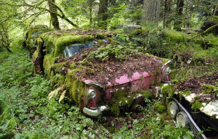 Car Cemetery in a Forest (30 pics)