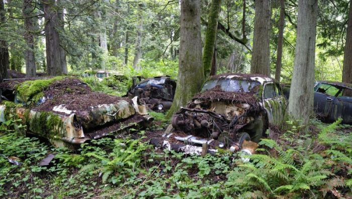 Car Cemetery in a Forest (30 pics)