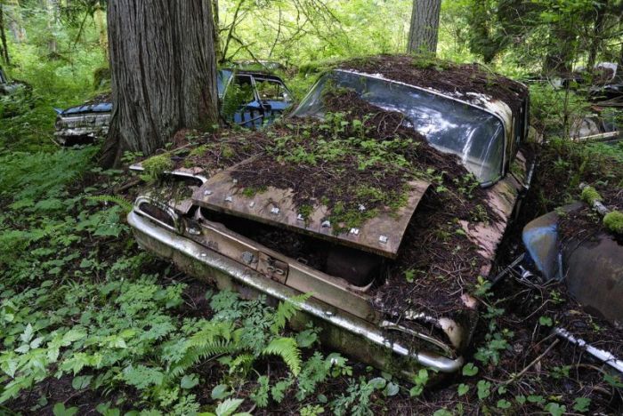 Car Cemetery in a Forest (30 pics)