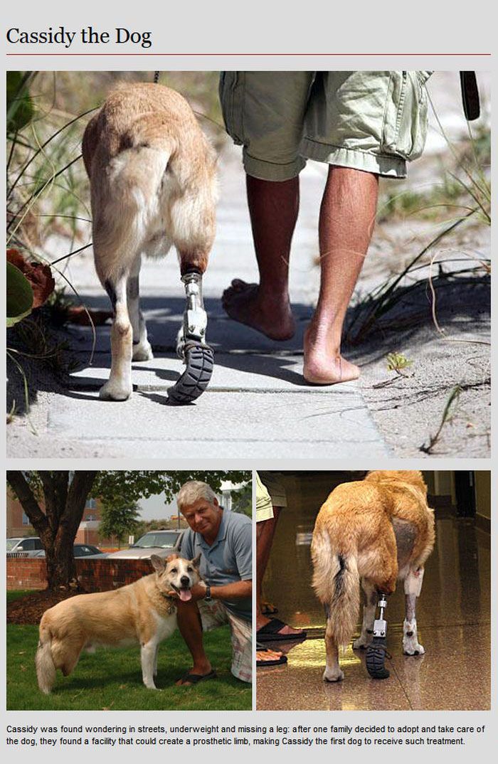 Animal Prosthetics (8 pics)