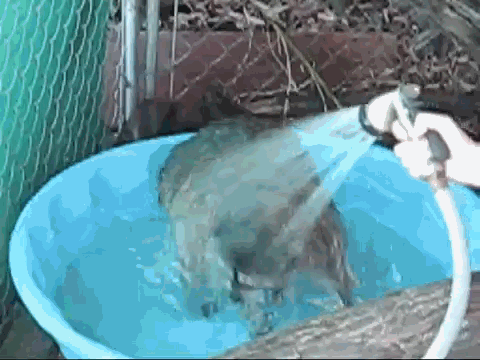 Acid Gifdump (23 gifs)