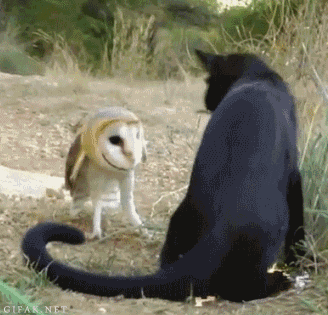Acid Gifdump (23 gifs)