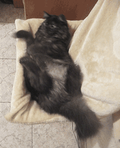 Acid Gifdump (23 gifs)
