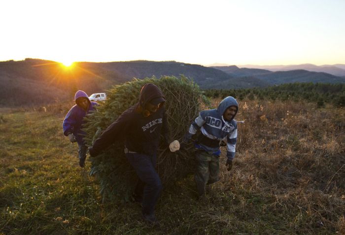 Harvesting of the Christmas Trees (24 pics)
