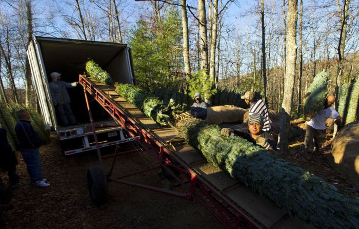 Harvesting of the Christmas Trees (24 pics)