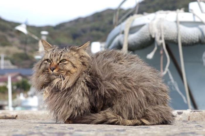 Cat Heaven Island in Japan (50 pics)