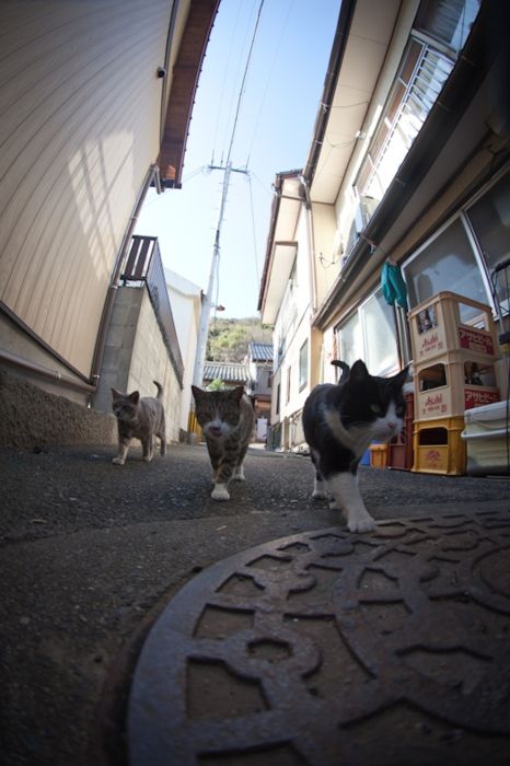 Cat Heaven Island in Japan (50 pics)