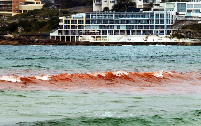 Red Beaches in Sydney, Australia (10 pics)