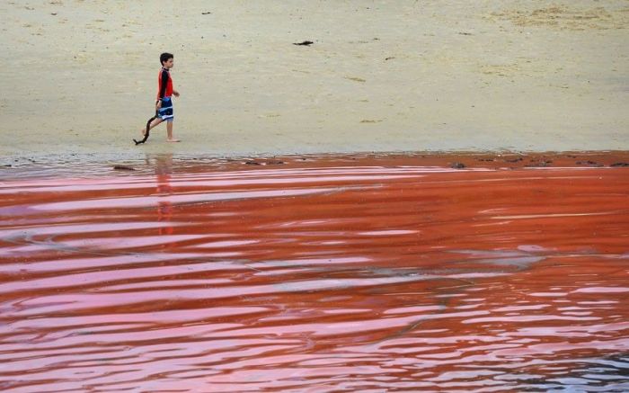 Red Beaches in Sydney, Australia (10 pics)