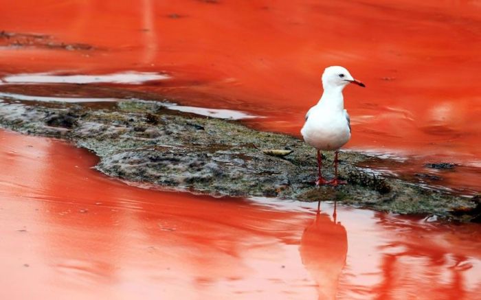 Red Beaches in Sydney, Australia (10 pics)