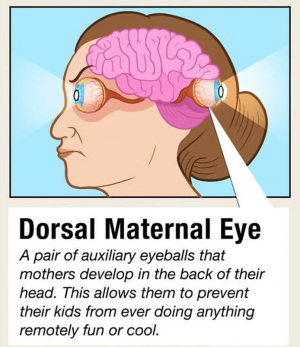 Facts about Human Organs (10 pics)