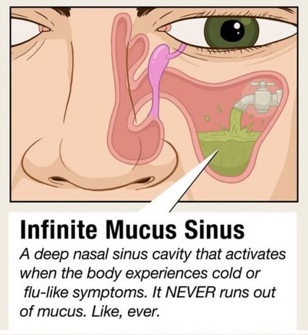Facts about Human Organs (10 pics)