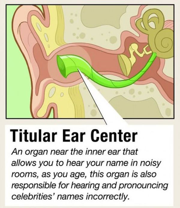 Facts about Human Organs (10 pics)