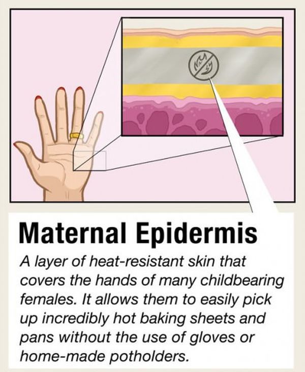 Facts about Human Organs (10 pics)
