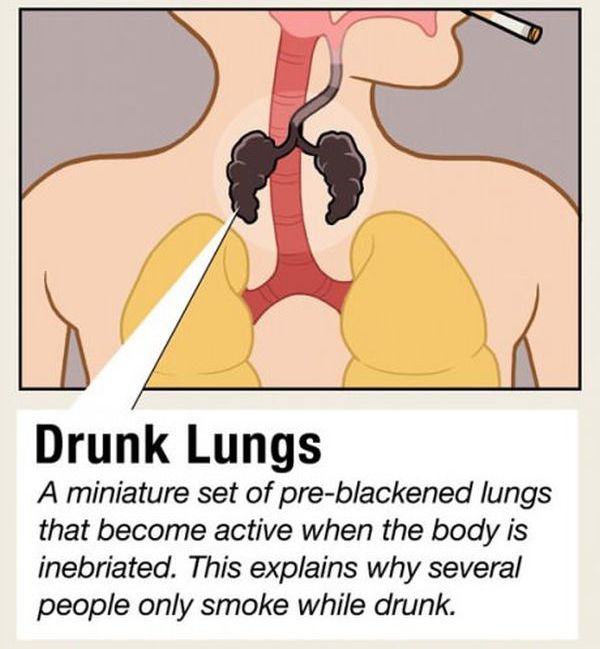 Facts about Human Organs (10 pics)