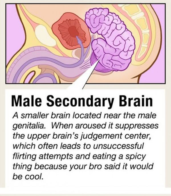 Facts about Human Organs (10 pics)