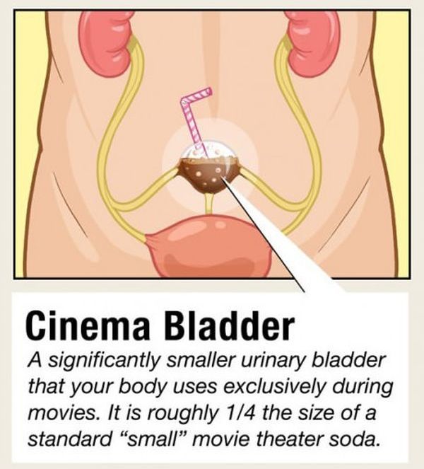 Facts about Human Organs (10 pics)