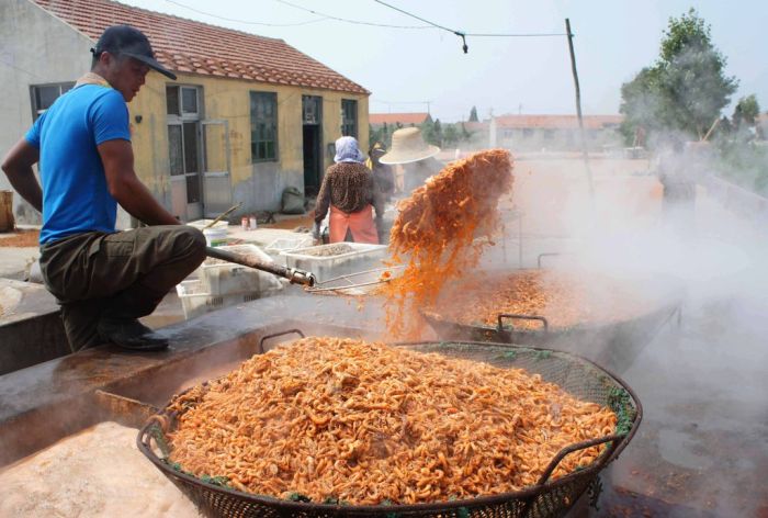 Shrimp Factory in China (8 pics)