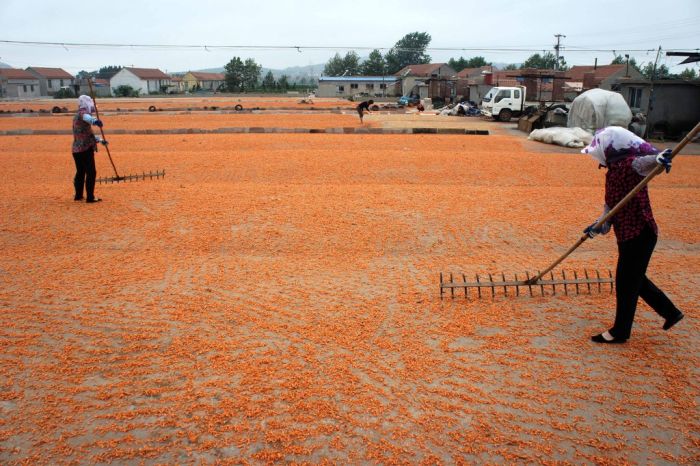 Shrimp Factory in China (8 pics)