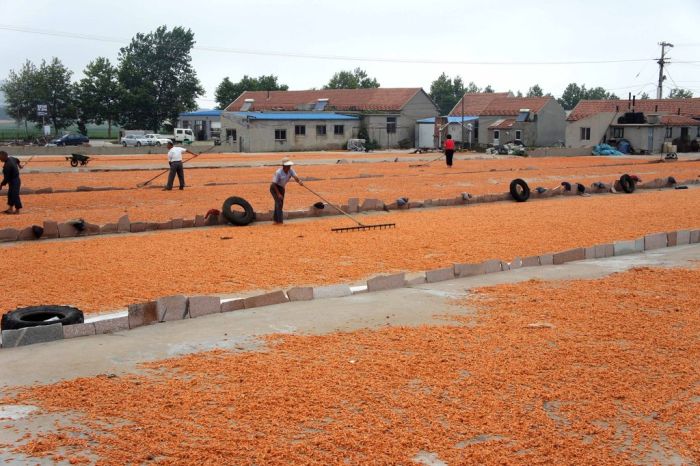 Shrimp Factory in China (8 pics)