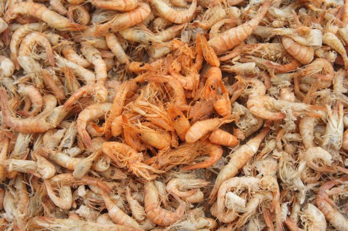 Shrimp Factory in China (8 pics)