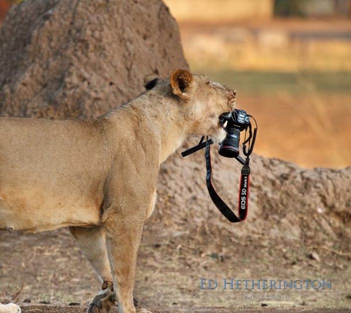 Lion Stealing Camera (9 pics)