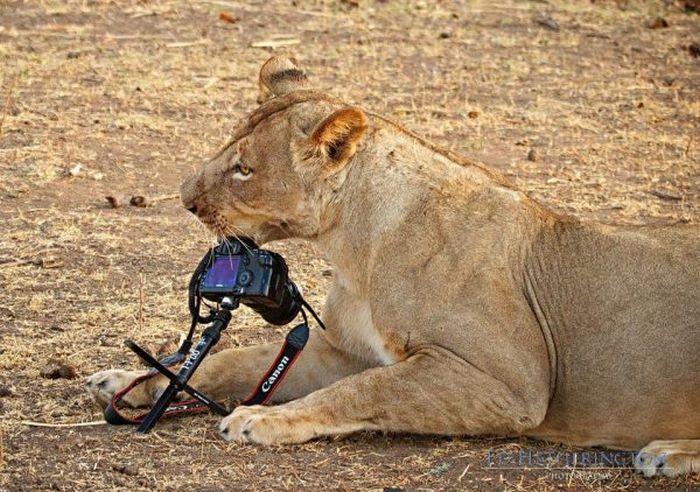 Lion Stealing Camera (9 pics)