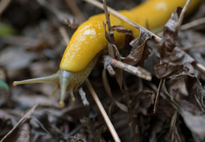 Banana Slug (25 pics)