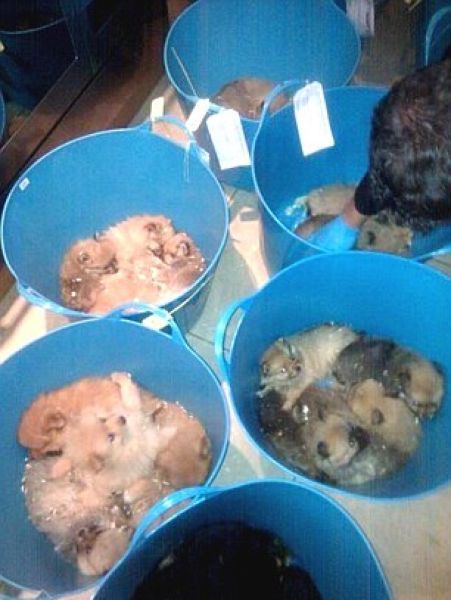 Puppy Smugglers Arrested (5 pics)