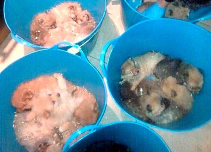 Puppy Smugglers Arrested (5 pics)