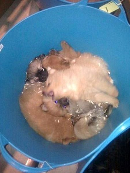 Puppy Smugglers Arrested (5 pics)