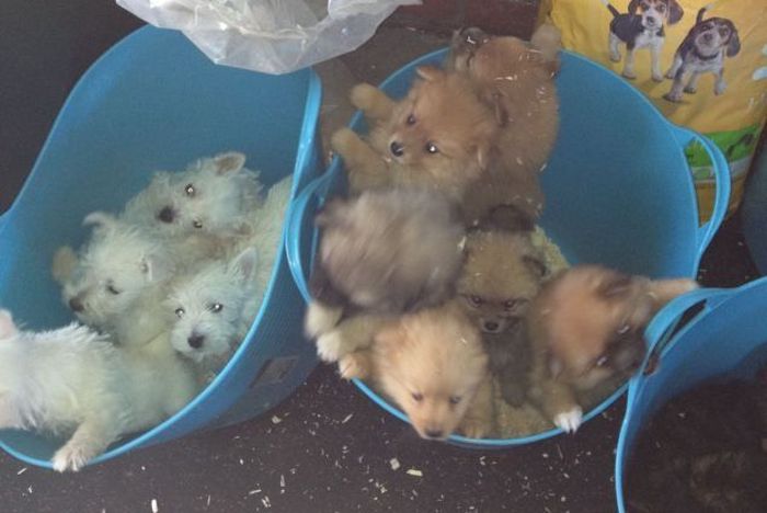 Puppy Smugglers Arrested (5 pics)