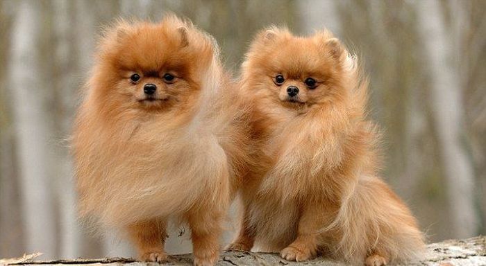 Puppy Smugglers Arrested (5 pics)