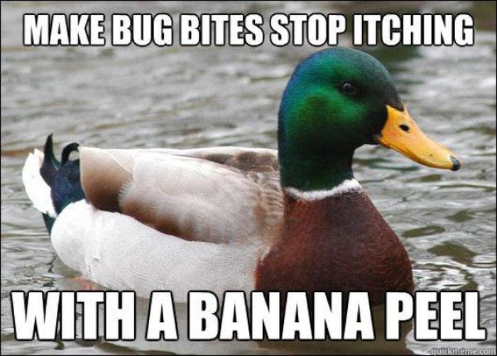 Actual Advice Mallard Meme (22 pics)