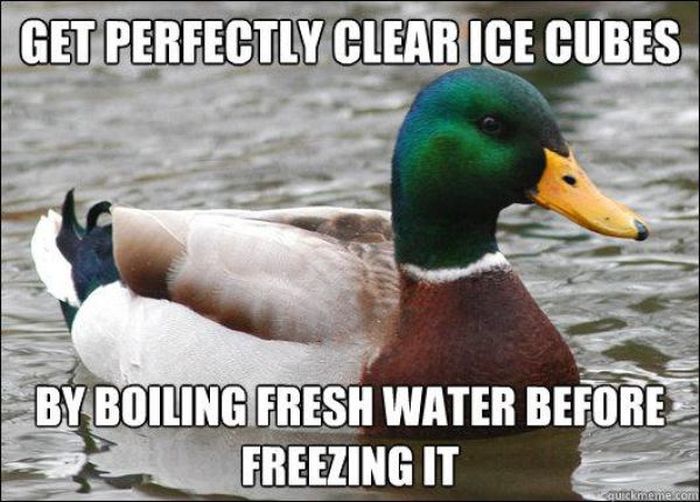 Actual Advice Mallard Meme (22 pics)