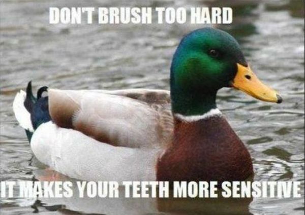 Actual Advice Mallard Meme (22 pics)