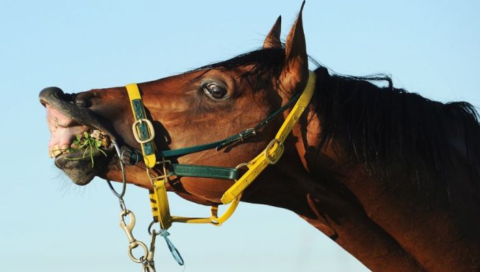 The Best Sport Photos of 2012 (75 pics)