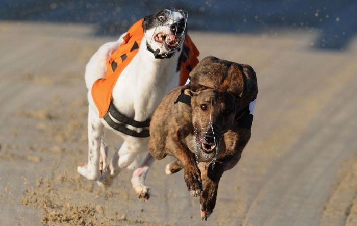 The Best Sport Photos of 2012 (75 pics)