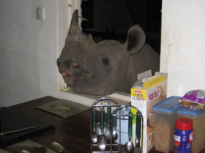 Pet Rhino (13 pics)