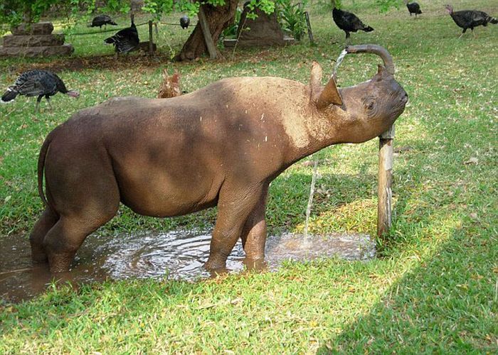 Pet Rhino (13 pics)