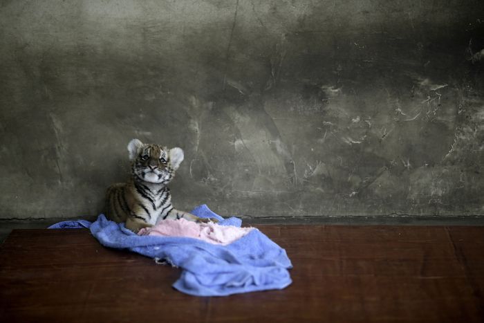 The Best Animal Photos Of 2012 (50 pics)