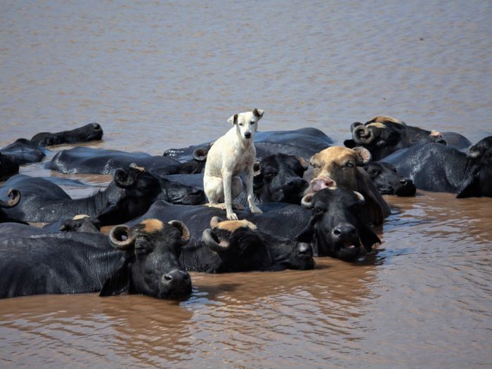 The Best Animal Photos Of 2012 (50 pics)