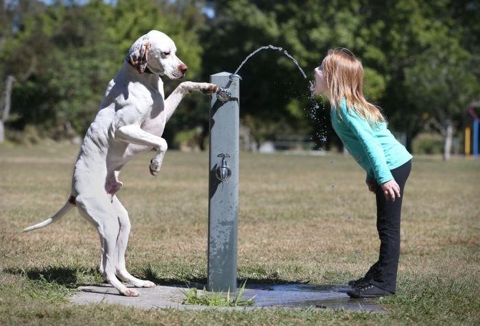 The Best Animal Photos Of 2012 (50 pics)