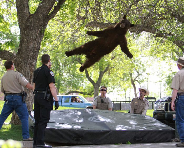 The Best Animal Photos Of 2012 (50 pics)